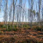 Eclaircie en forêt de feuillus