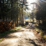 Chemin forestier à l'automne