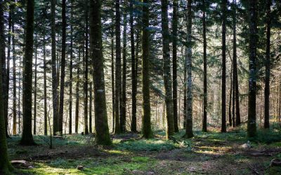 Forêt de résineux