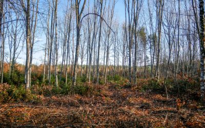 Eclaircie en forêt de feuillus