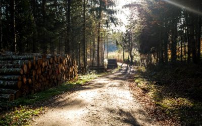 Chemin forestier à l'automne